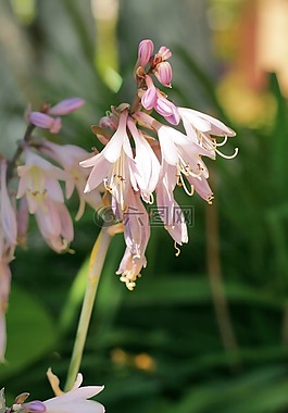 krasivyecvety,花園,植物