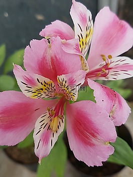 花,性質(zhì),植物