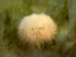 cottongrass,scheuchzer wollgras,开花