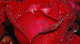 玫瑰,花,自然
