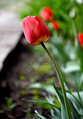 5 月,春天,郁金香