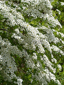 新娘 spiere,觀賞灌木,鮮花