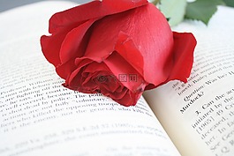 玫瑰,紅色,花