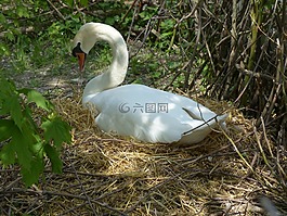 天鵝,品種,鳥巢