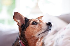 狗,可愛,犬