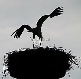 鳥,巢,天空