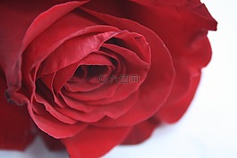 玫瑰,花,紅色