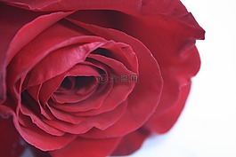 玫瑰,紅色,花