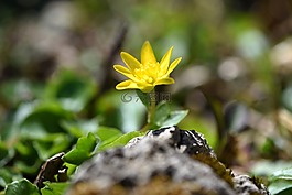 花,開(kāi)花,黃色