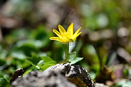 花,開花,黃色