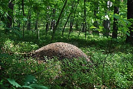 螞蟻,森林,性質(zhì)
