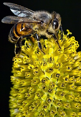 蜜蜂,黃色,花