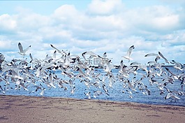 海鸥,湖,飞行