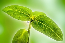 植物,花,葉子
