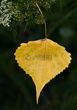 樹,葉子,秋季
