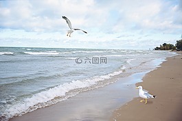 海鷗,湖,飛行