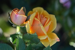 玫瑰,花,黃色