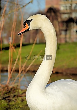 天鵝,動物,鳥