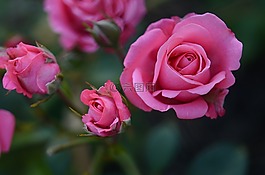 玫瑰,花,粉紅色