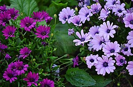 花,花的,丁香