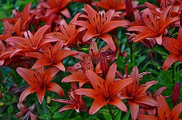 蘭花,紅色,花