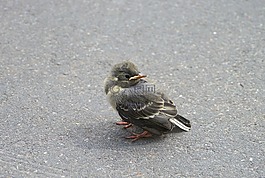 麻雀,鳥(niǎo),斯珀林