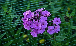 花,丁香,花的