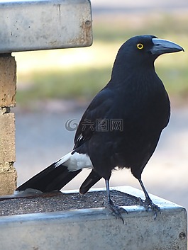 currawong,鳥(niǎo),黑
