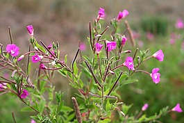 epilobium,花,草地