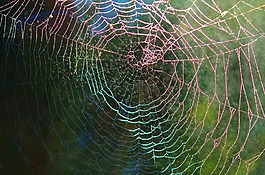 蜘蛛网,蜘蛛,web