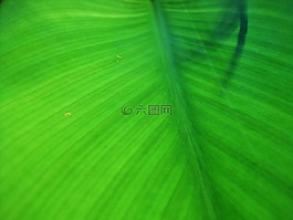 叶子,心形,牵牛花