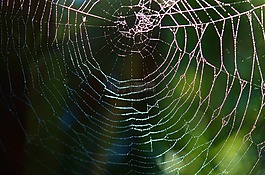 蜘蛛網(wǎng),蜘蛛,web