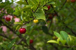 性質(zhì),葉,水果