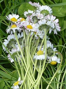 花束,雛菊,開花