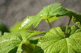 葉,綠色,自然