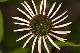 花,宏,松果菊