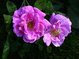 芬芳的玫瑰,觀賞花園,粉紅色