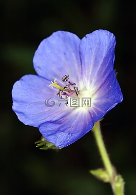 宏,花,紫