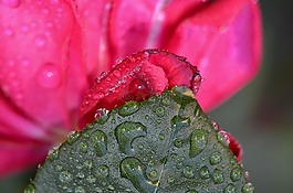 玫瑰,花,粉紅色