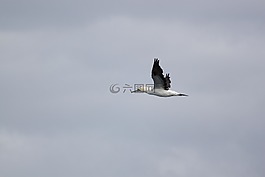 海鷗,鳥,飛行