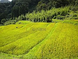 日本,景觀,夏天