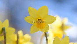 水仙,花,黃色