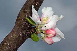 開花,宏,蘋果樹