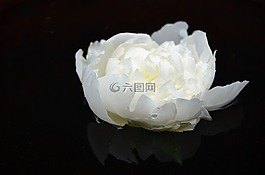 花,白,表面