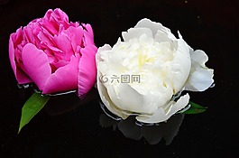花,白,紅