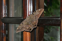mariposa,昆虫,蝴蝶