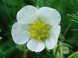 草莓,花卉,布魯姆