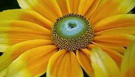 花,黃色,自然