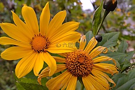 花,黃色,花園