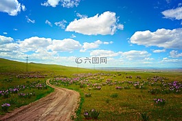 原野,鮮花,開花
